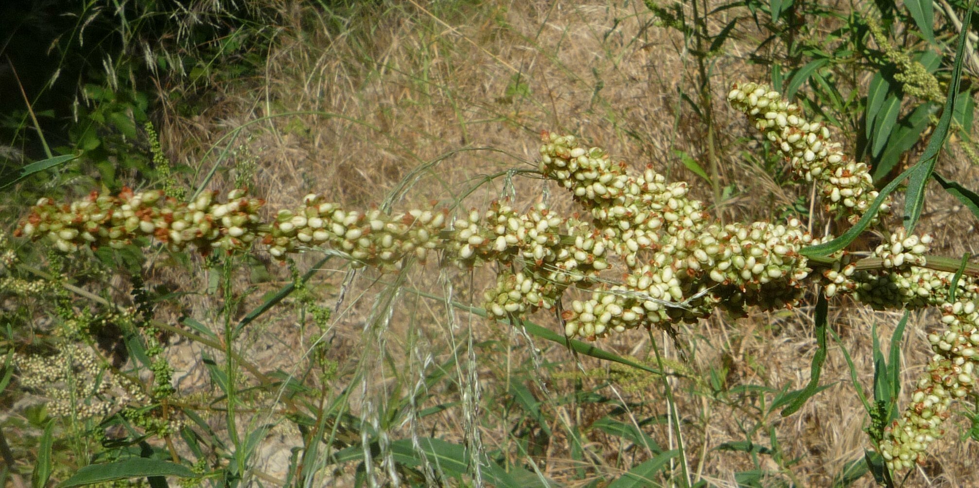 High Resolution Rumex salicifolius Flower